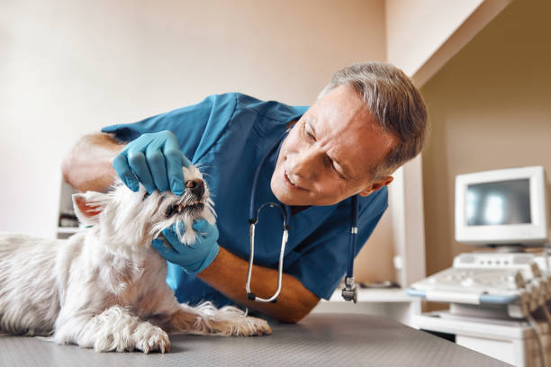 Best Mobile Emergency Dentist in Tri City, OR